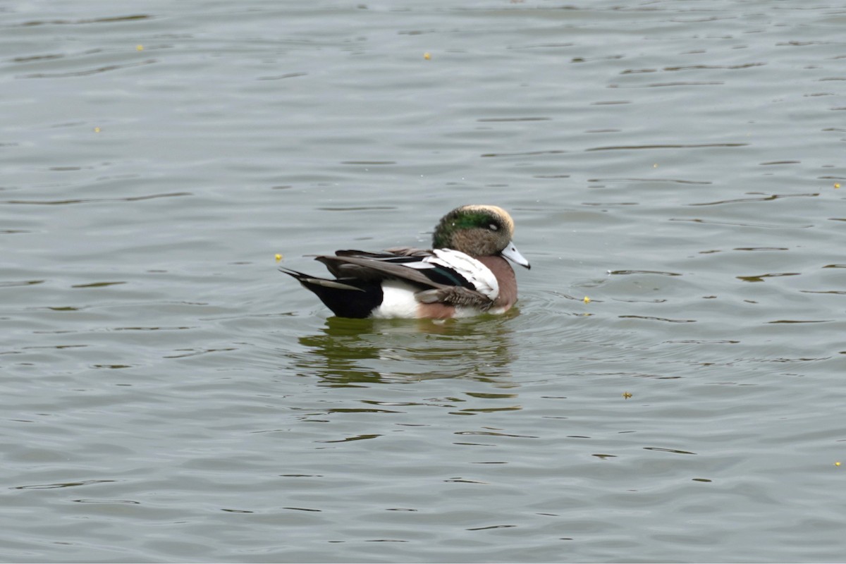 American Wigeon - ML642845858