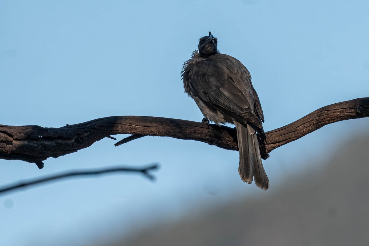 Noisy Friarbird - ML642845859