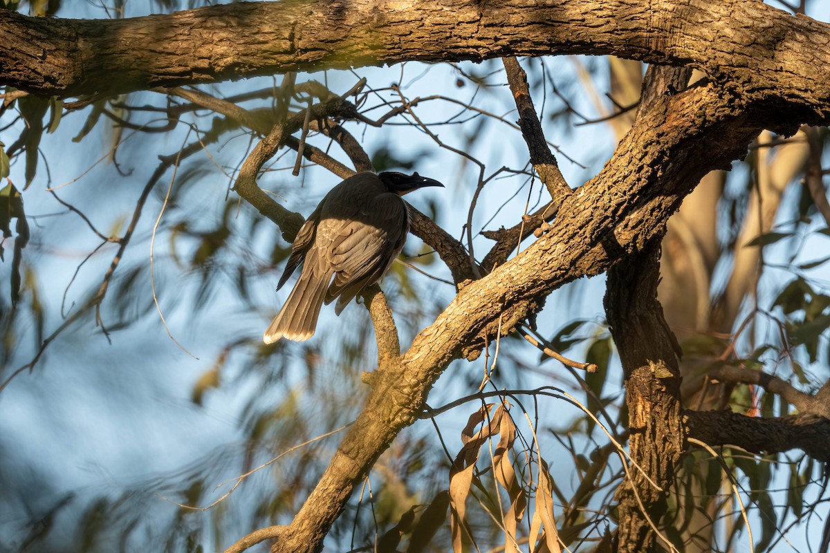 Noisy Friarbird - ML642845860