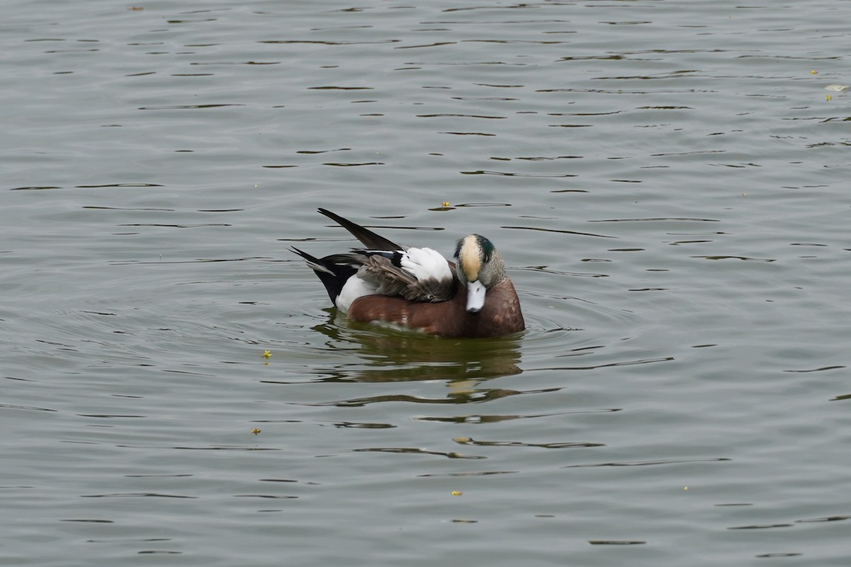 American Wigeon - ML642845861
