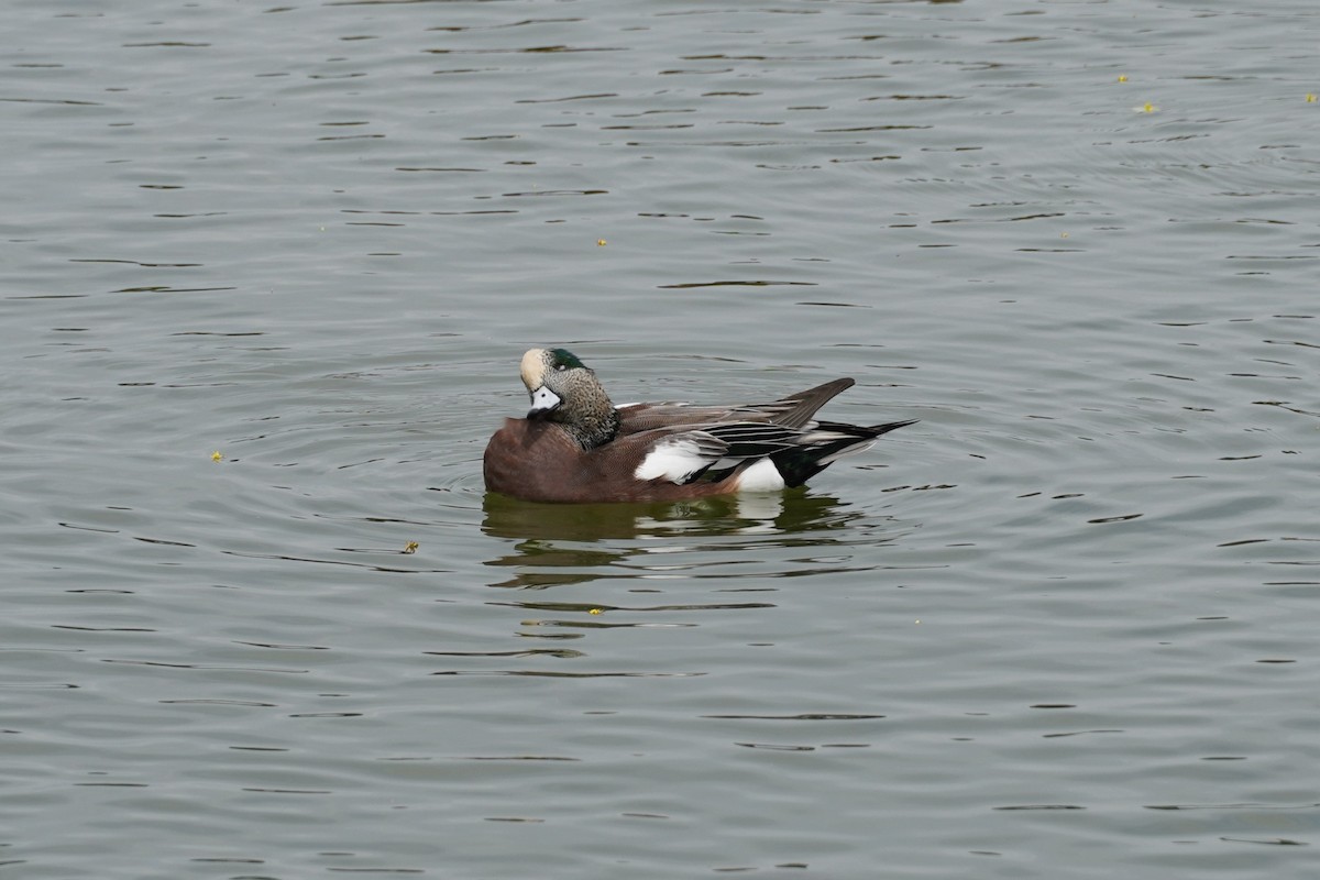 American Wigeon - ML642845862