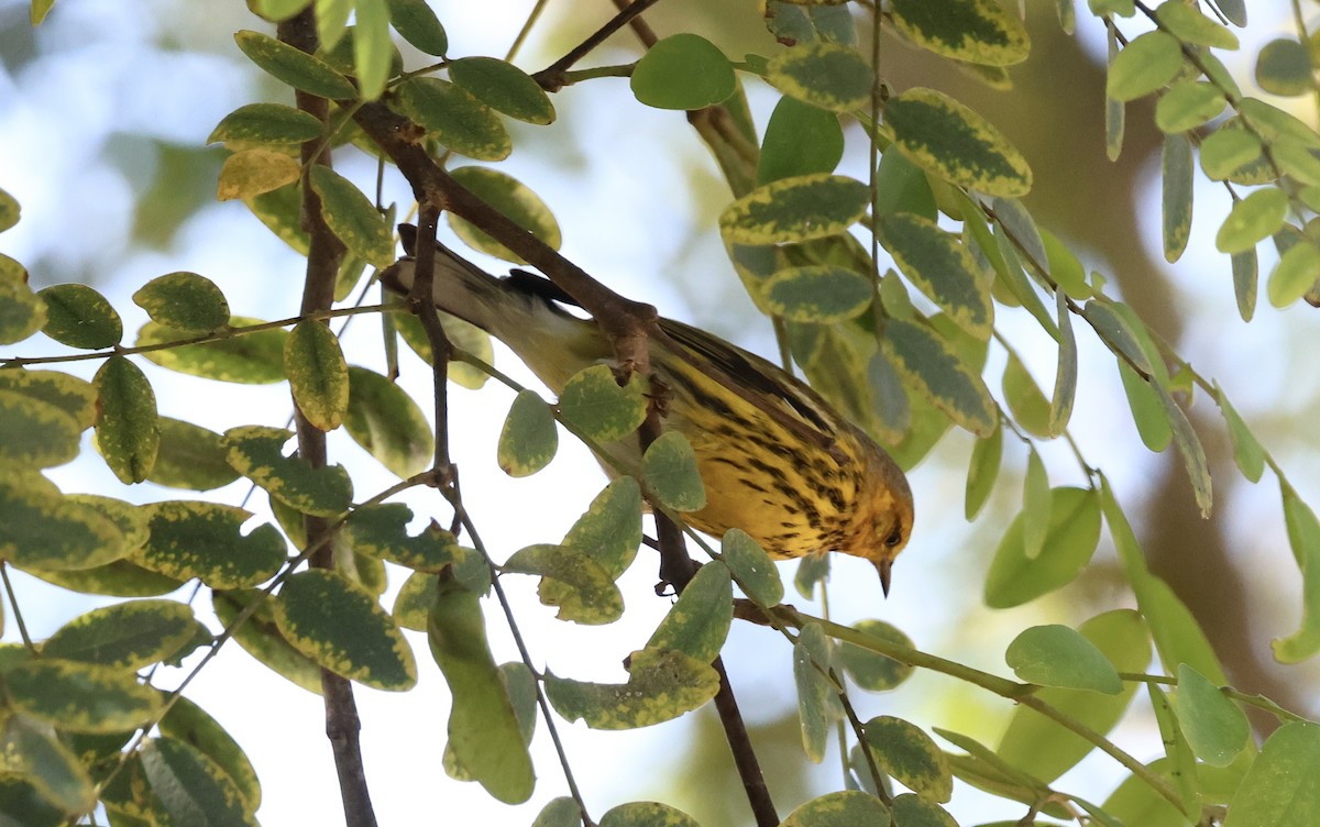 Cape May Warbler - ML642845864