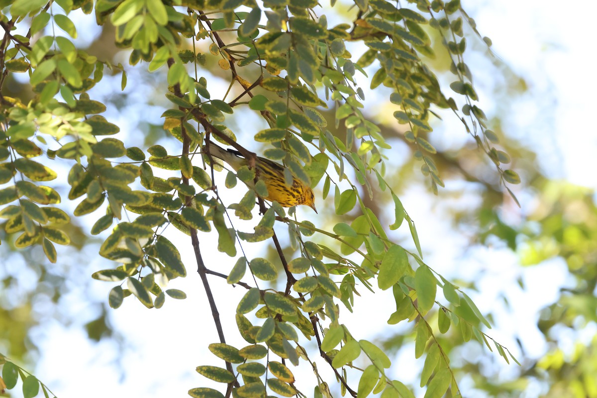 Cape May Warbler - ML642845865