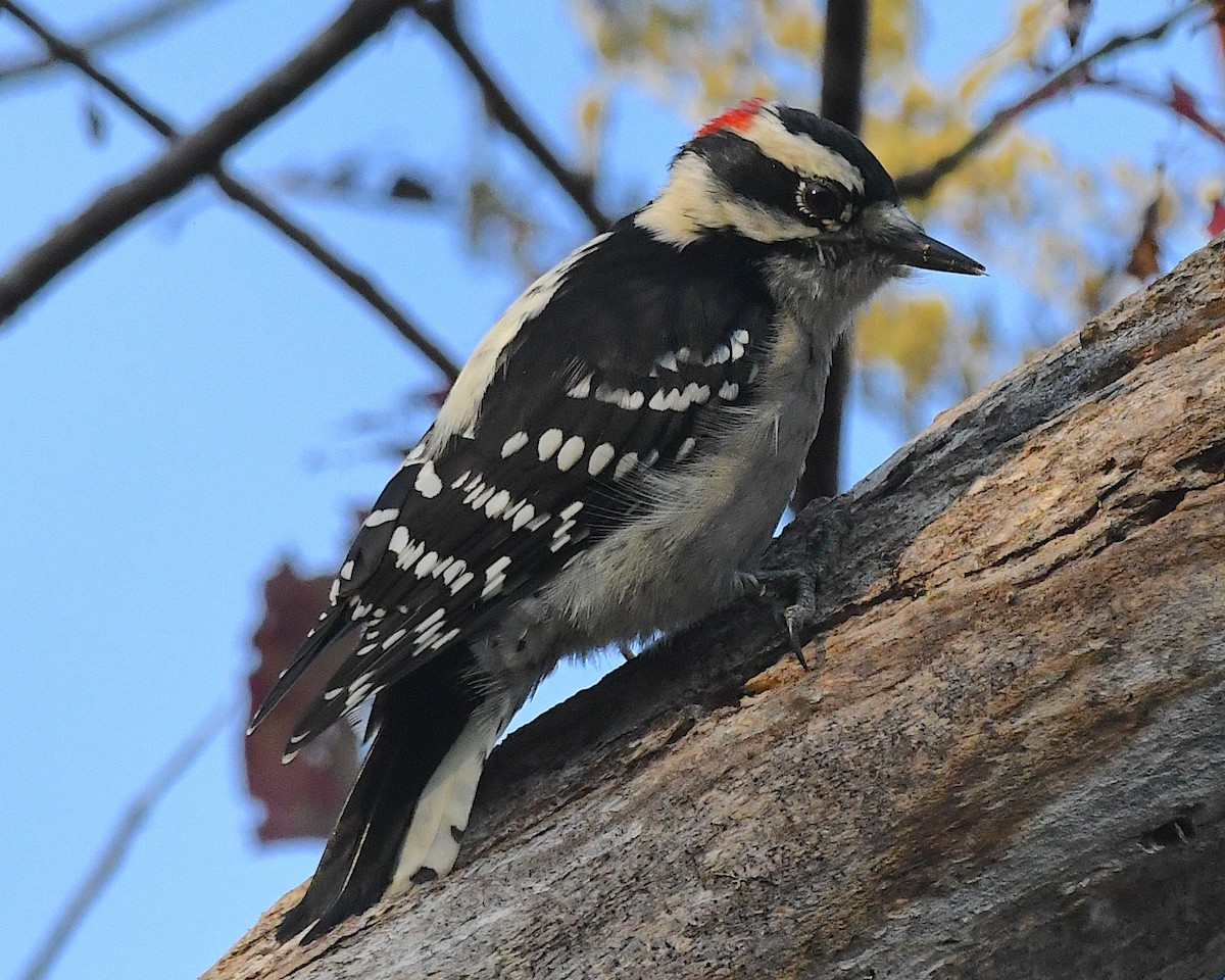 Downy Woodpecker (Eastern) - ML642845867
