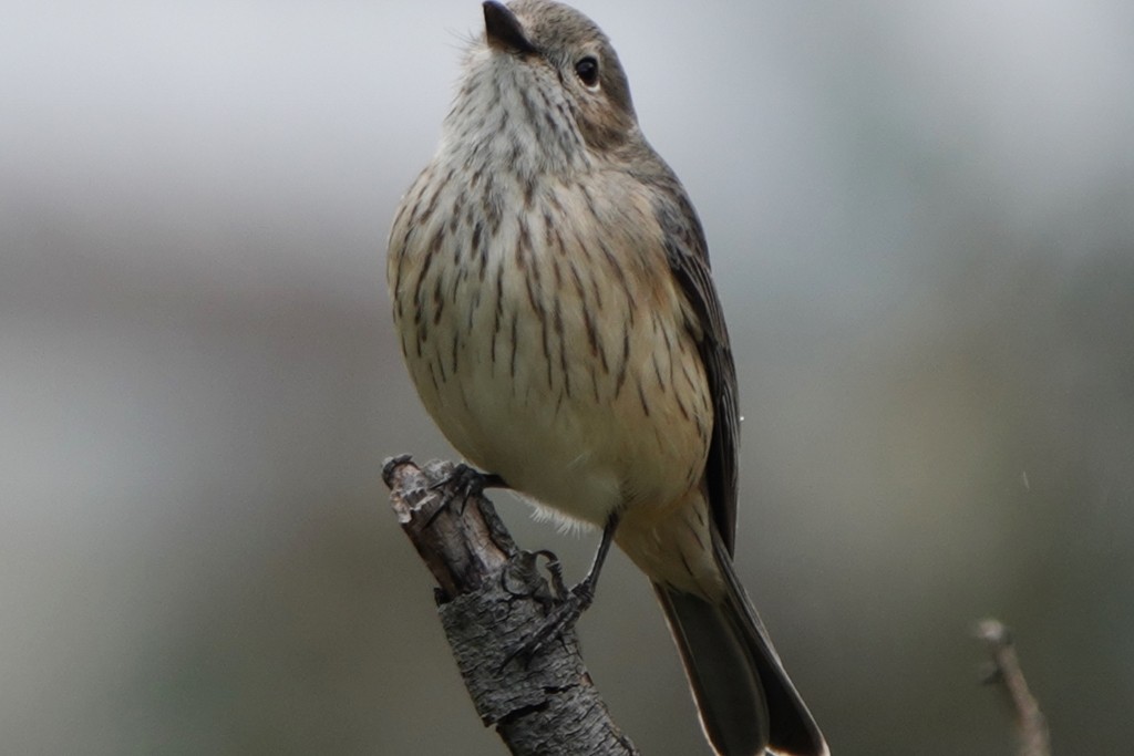 Rufous Whistler - ML642845868