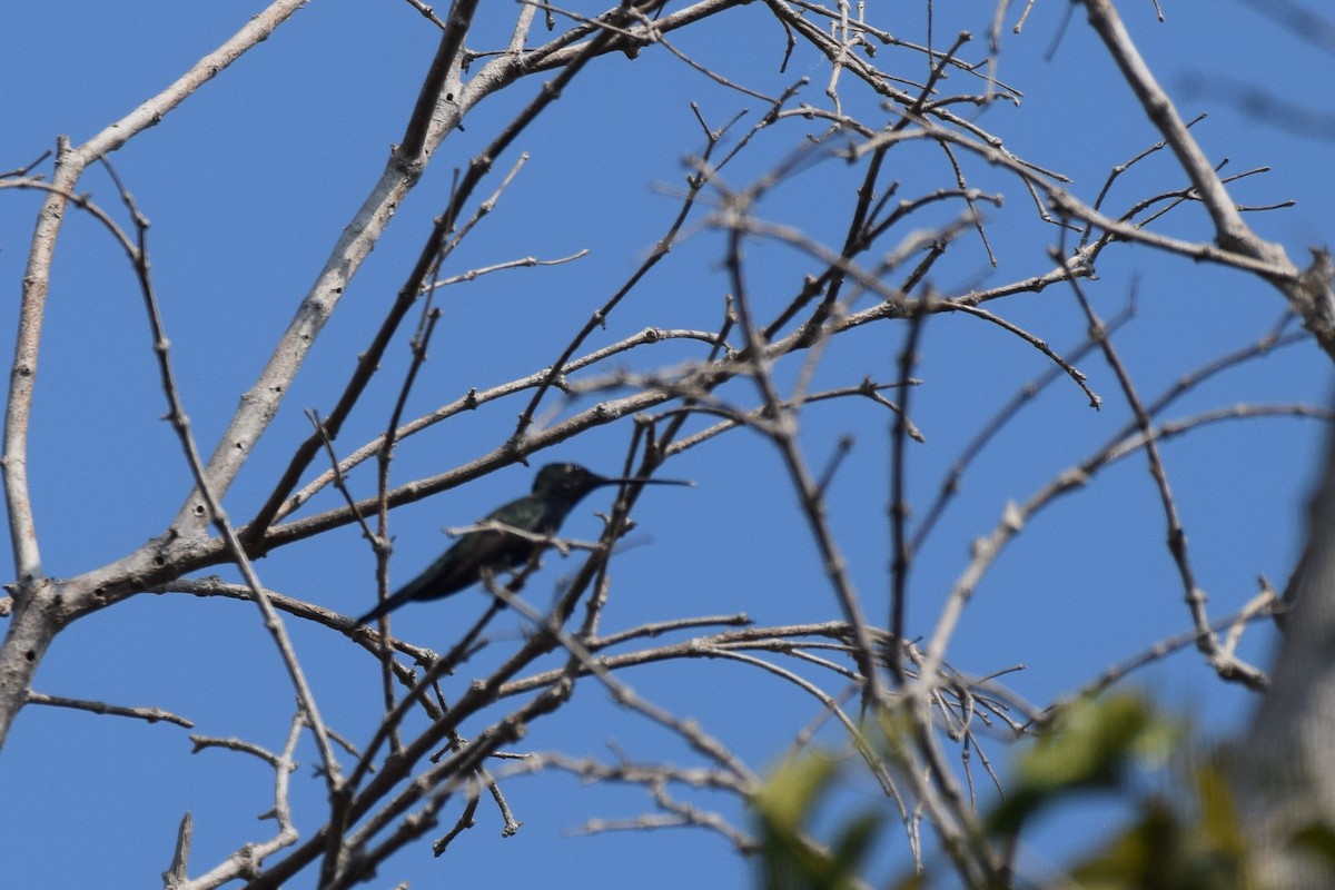Blue-tufted Starthroat - ML642845870