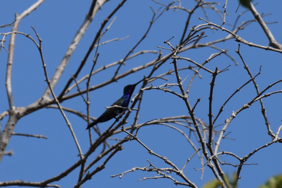 Blue-tufted Starthroat - ML642845871