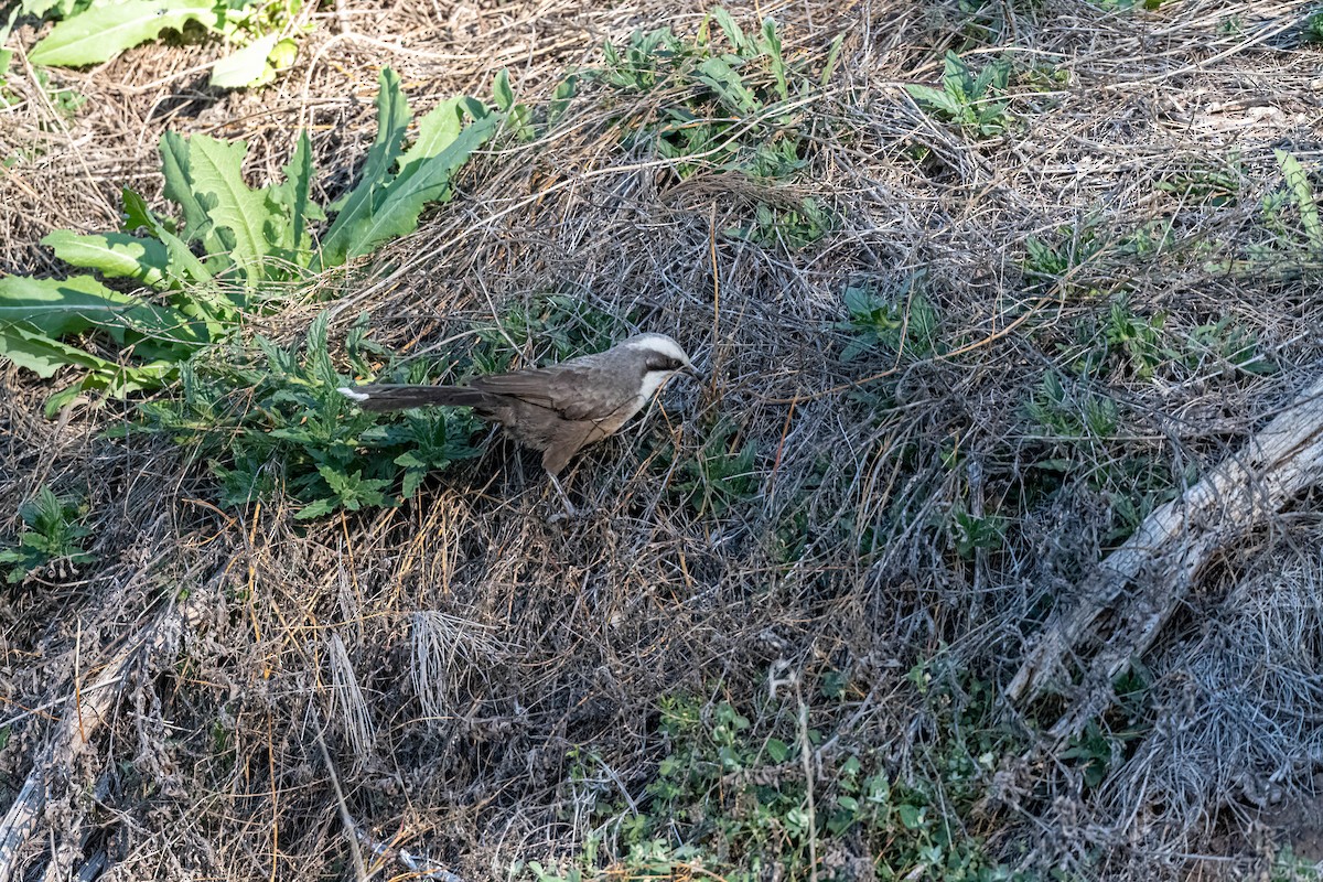 Gray-crowned Babbler - ML642845872