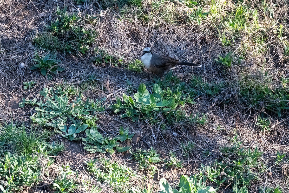 Gray-crowned Babbler - ML642845873