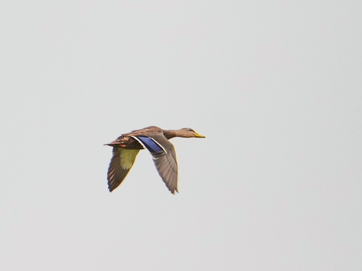 Mexican Duck - ML642845874