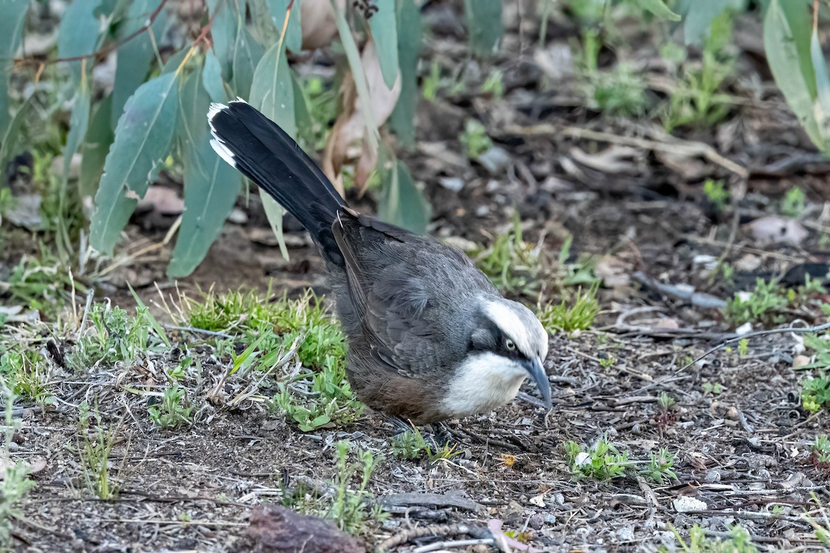 Gray-crowned Babbler - ML642845875