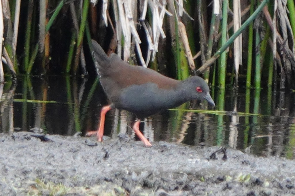 Spotless Crake - ML642845876