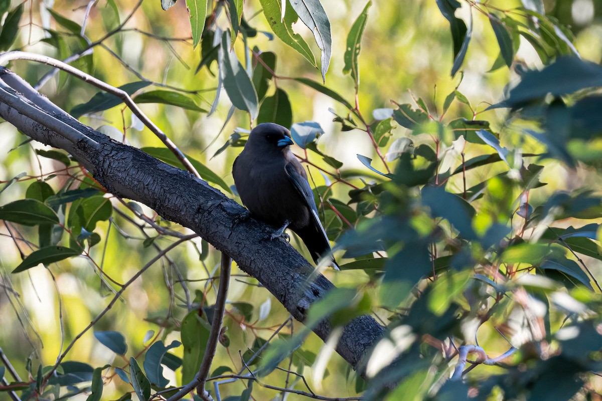 Dusky Woodswallow - ML642845877