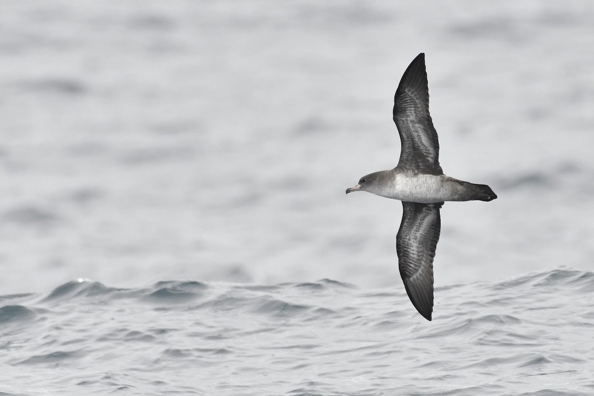 Pink-footed Shearwater - ML642845878