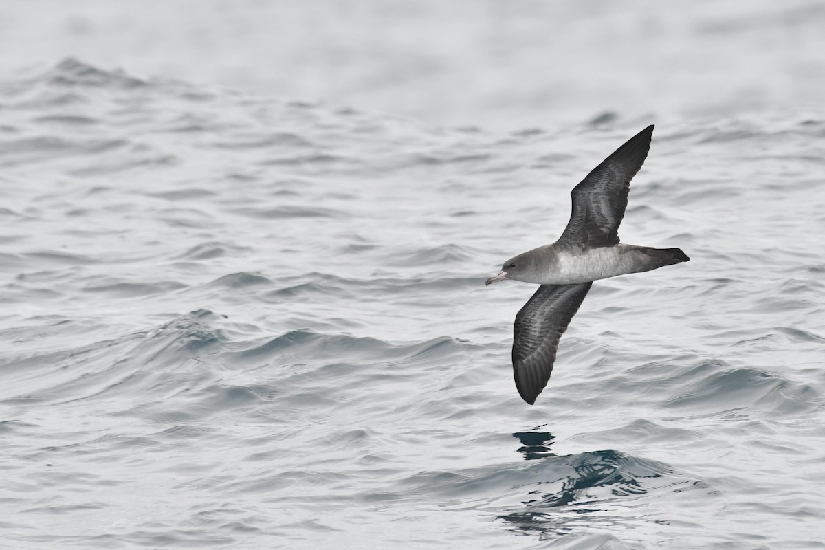 Pink-footed Shearwater - ML642845879