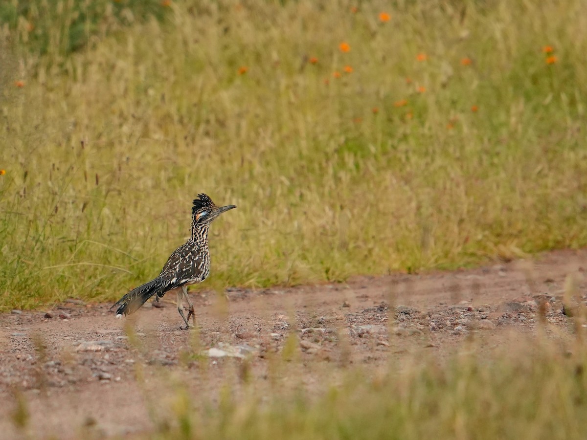 Greater Roadrunner - ML642845880
