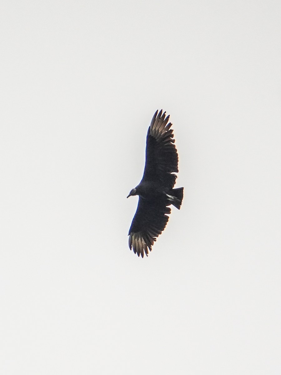 Black Vulture - ML642845882