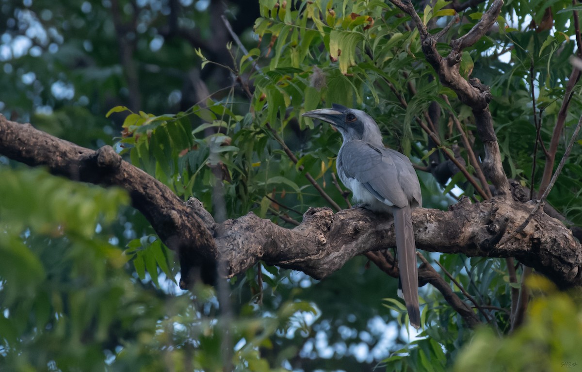 Indian Gray Hornbill - ML642845883