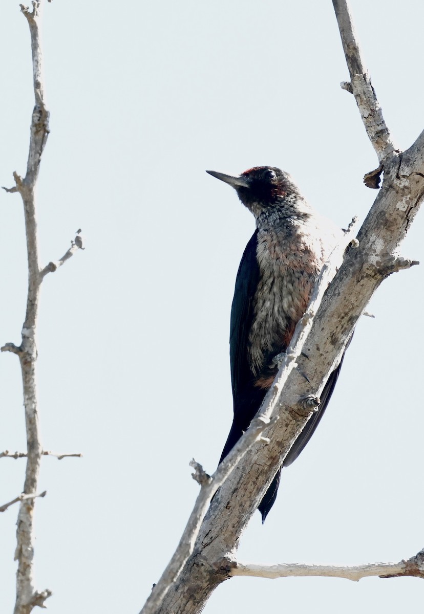 Lewis's Woodpecker - ML642845887
