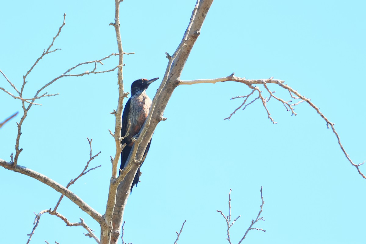 Lewis's Woodpecker - ML642845888