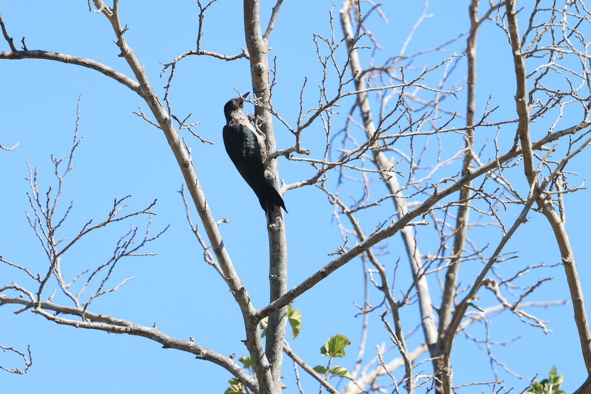 Lewis's Woodpecker - ML642845889