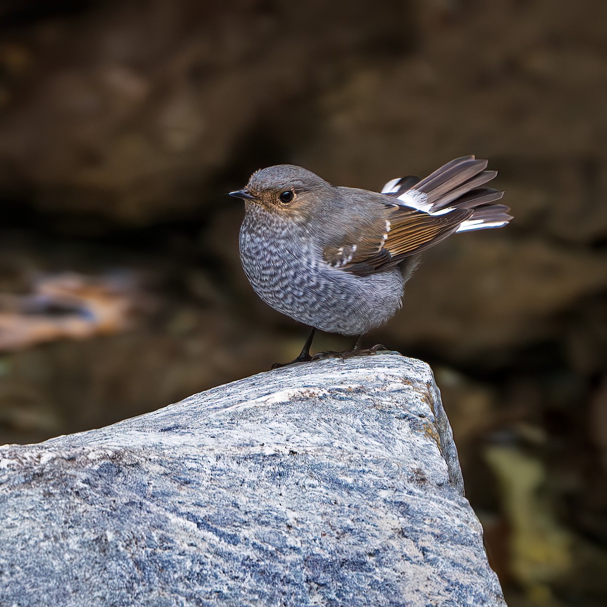 Plumbeous Redstart - ML642845895