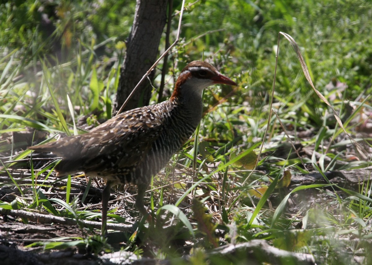 Buff-banded Rail - ML642845903