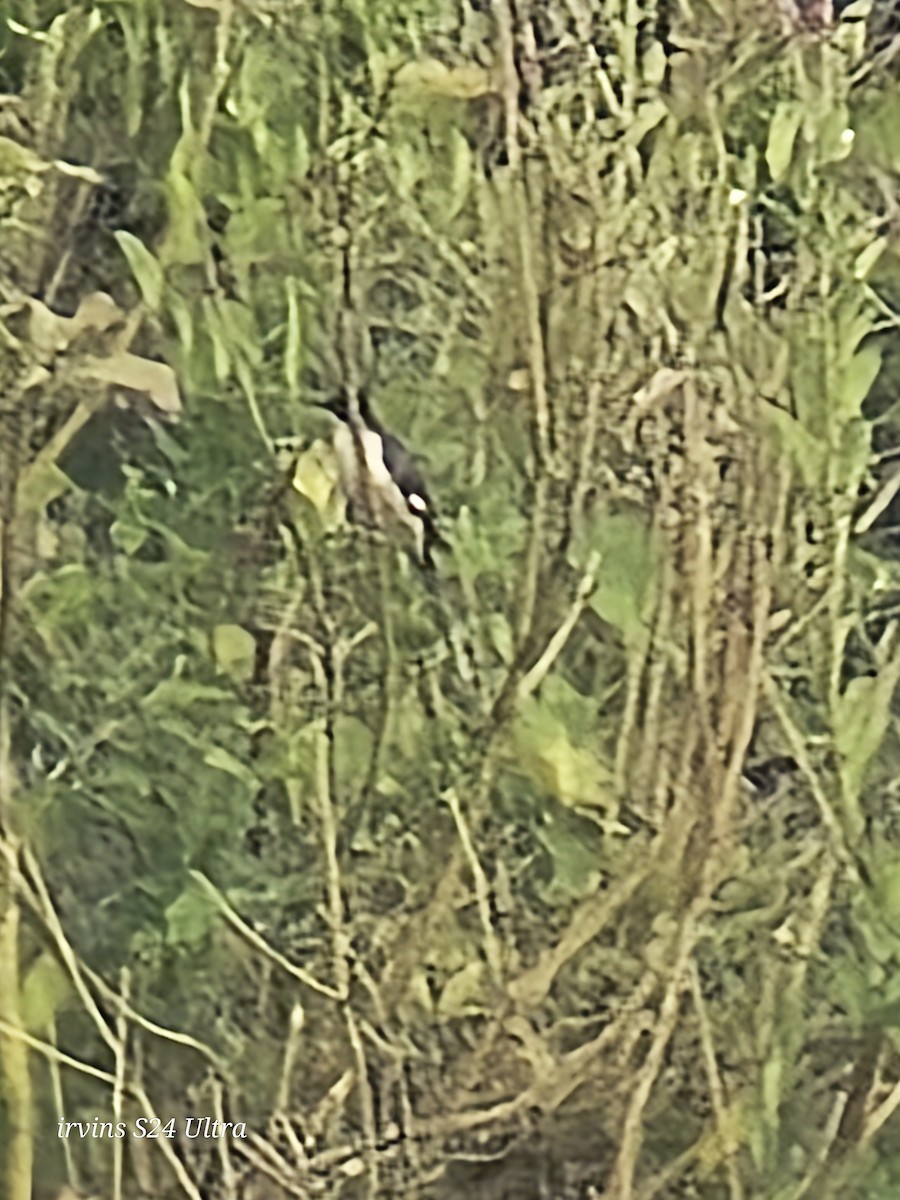 Pied Cuckoo - ML642845907