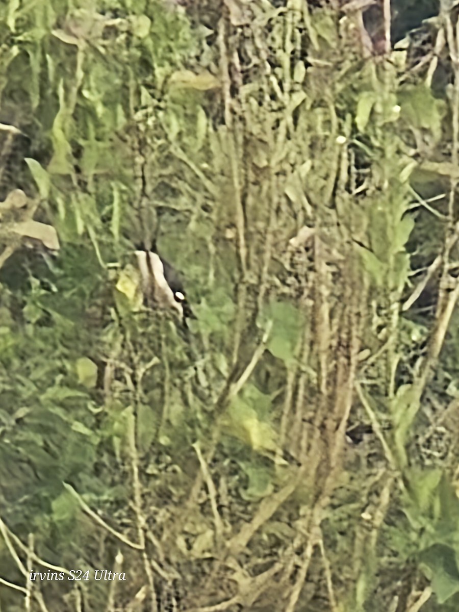 Pied Cuckoo - ML642845908