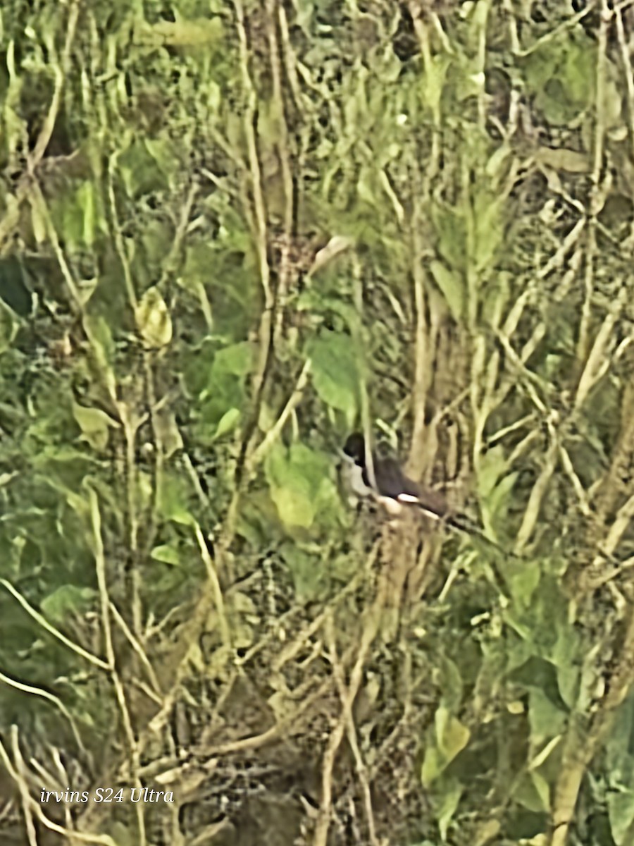 Pied Cuckoo - ML642845909