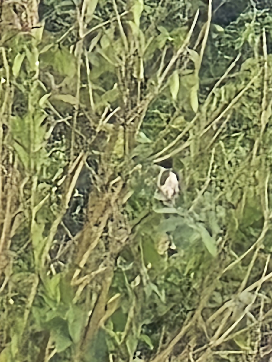 Pied Cuckoo - ML642845910
