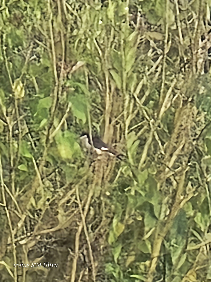 Pied Cuckoo - ML642845911