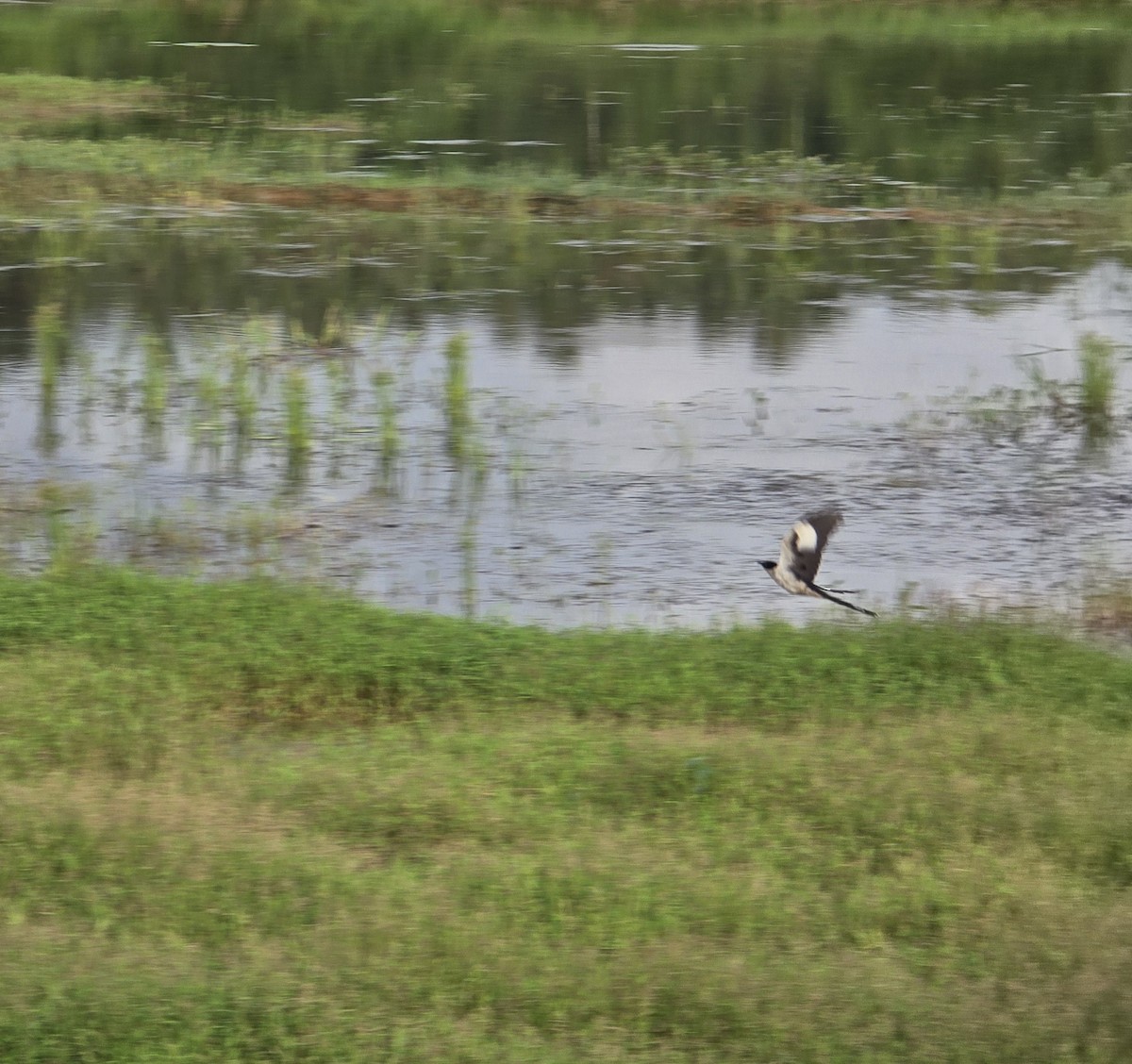 Pied Cuckoo - ML642845912