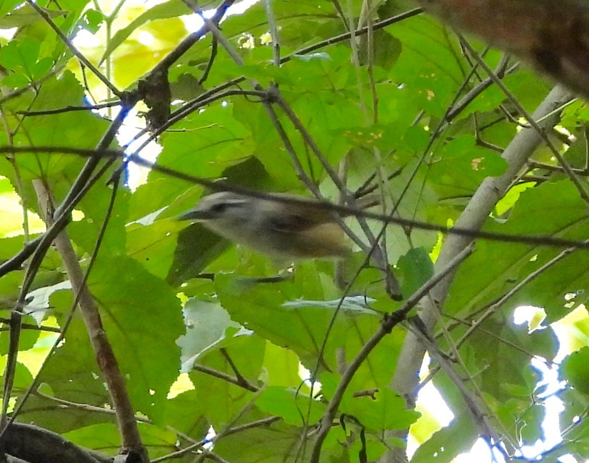 Isthmian Wren - ML642845914
