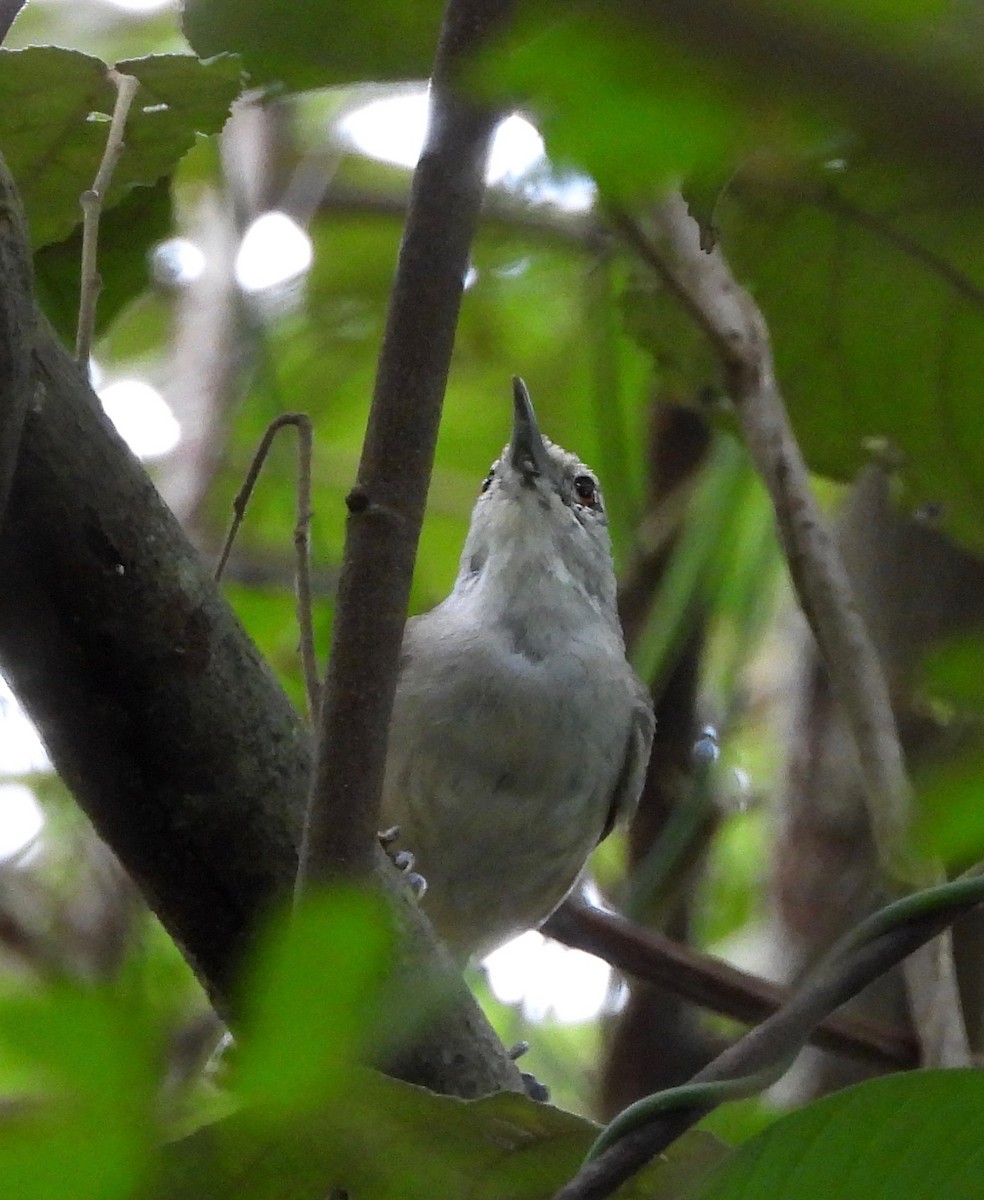 Isthmian Wren - ML642845915