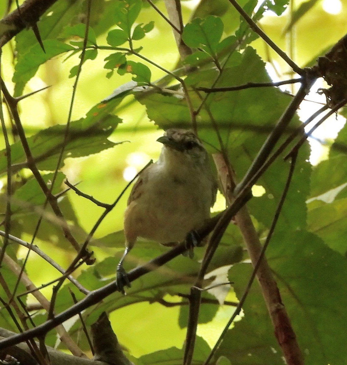 Isthmian Wren - ML642845916