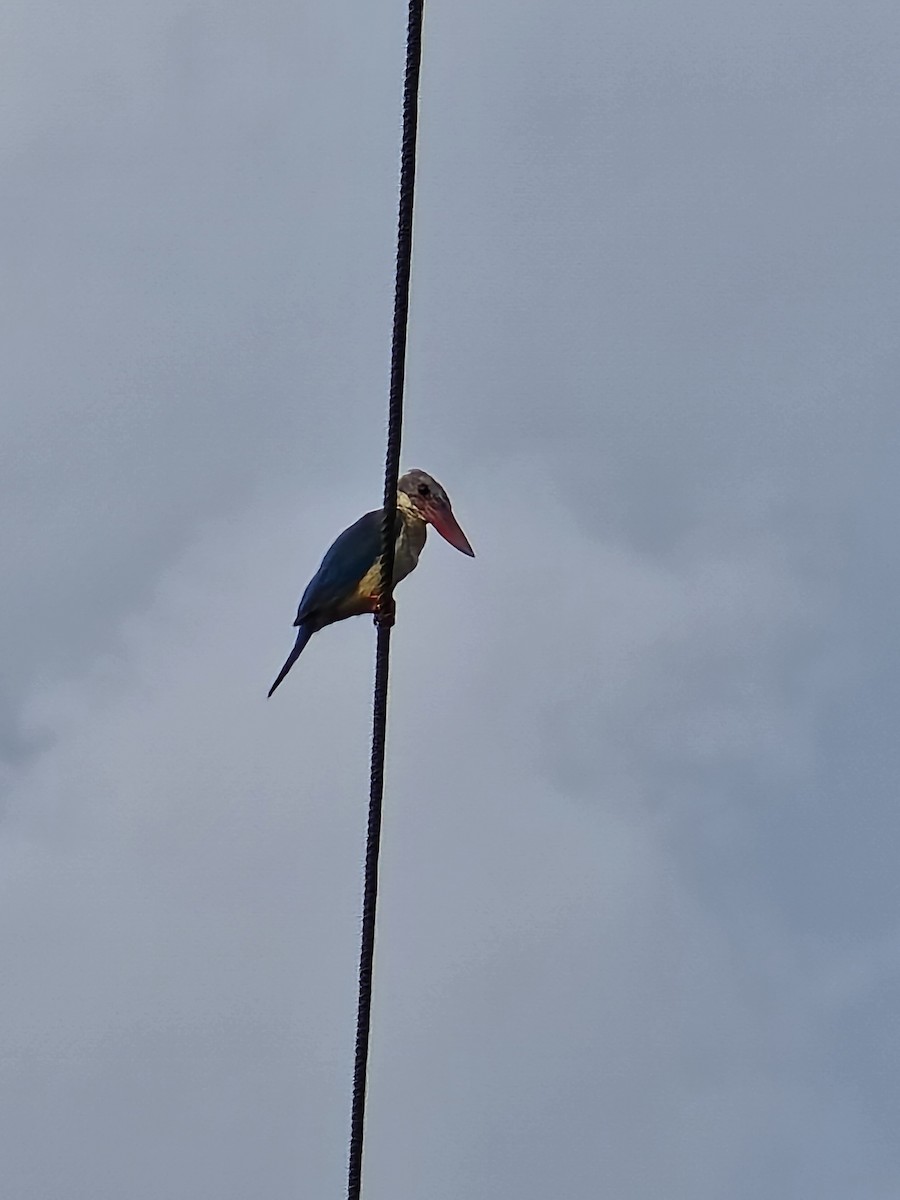 Stork-billed Kingfisher - ML642845929