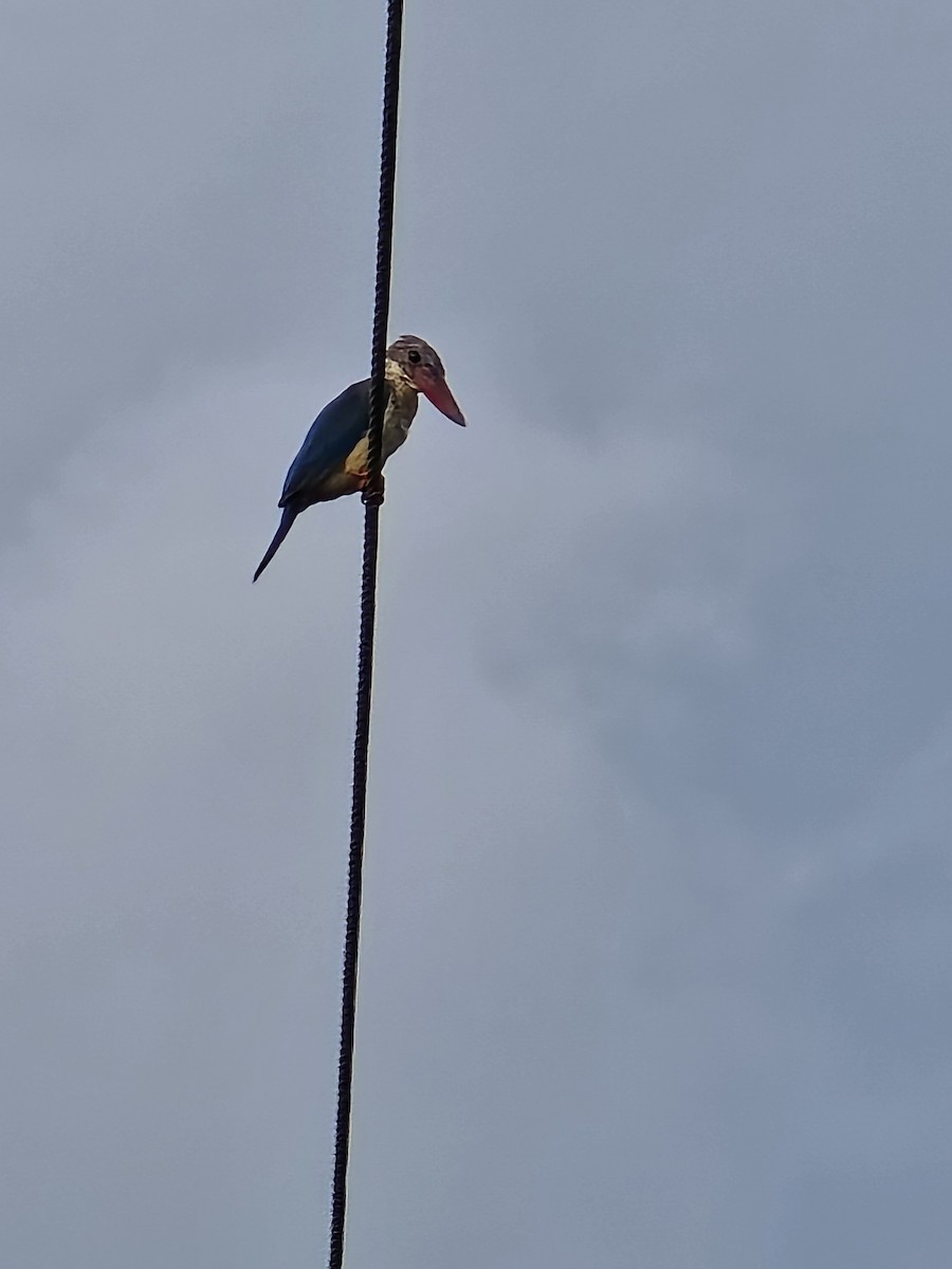 Stork-billed Kingfisher - ML642845930