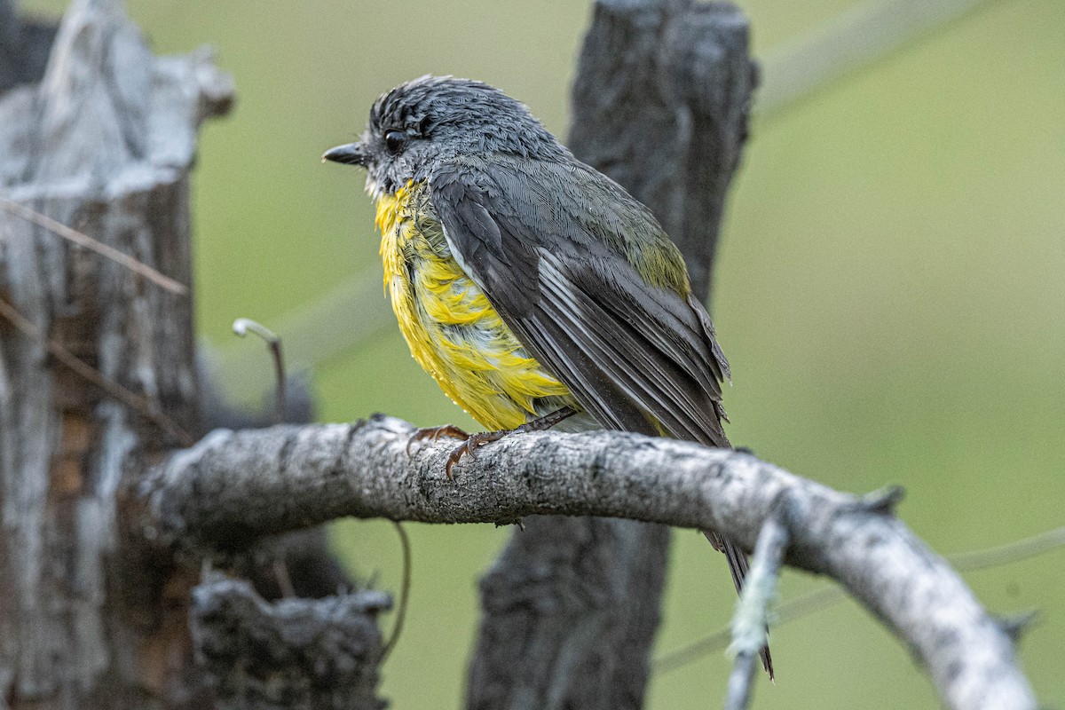 Eastern Yellow Robin - ML642845932