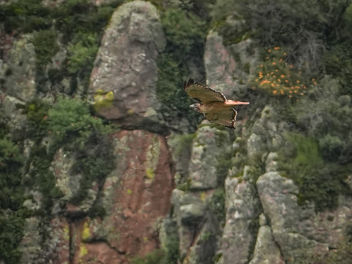 Red-tailed Hawk - ML642845938