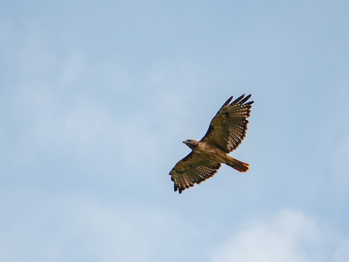 Red-tailed Hawk - ML642845939
