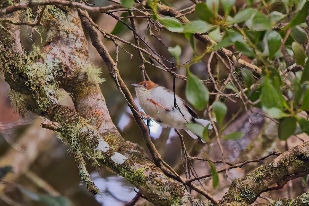 Chestnut-crested Yuhina - ML642845946