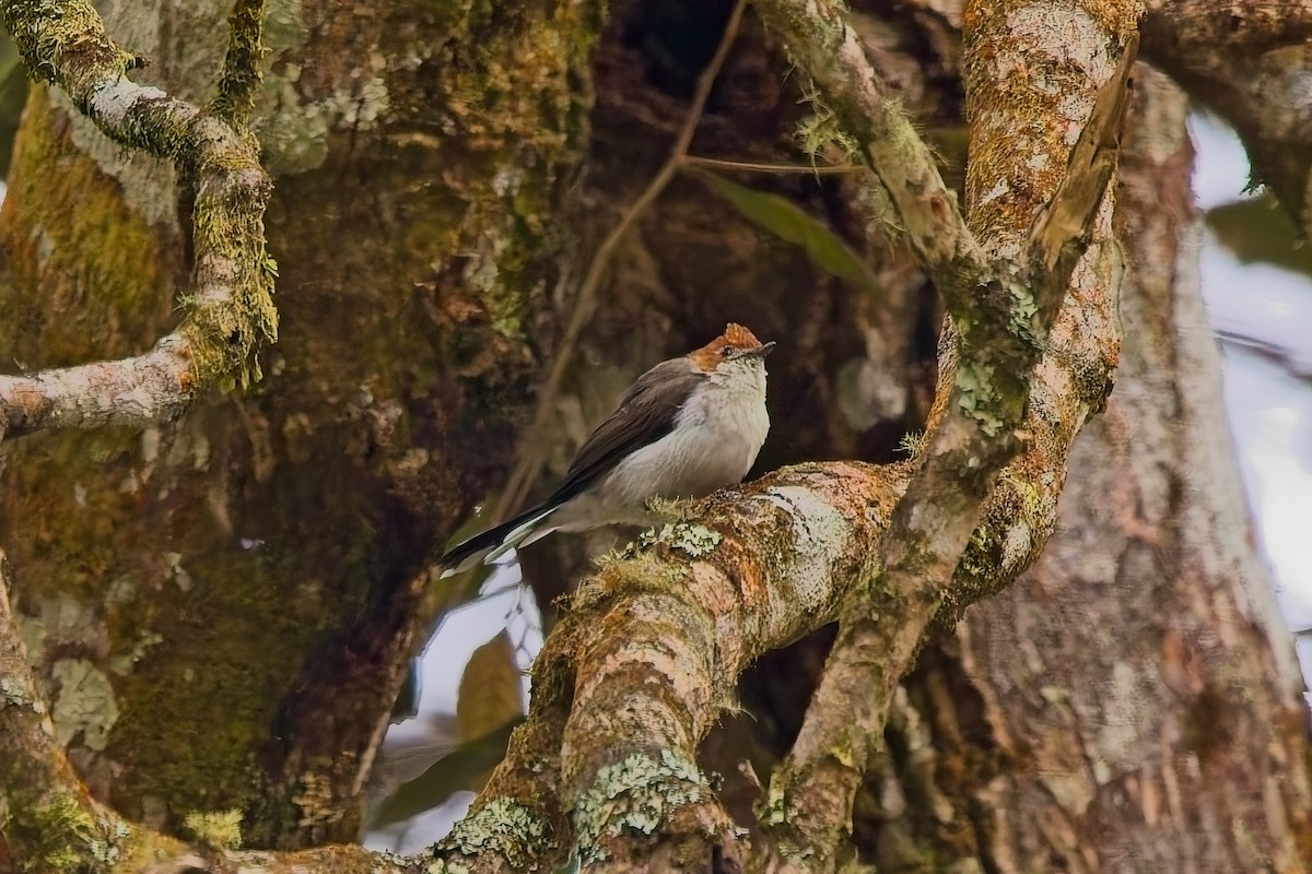 Chestnut-crested Yuhina - ML642845947