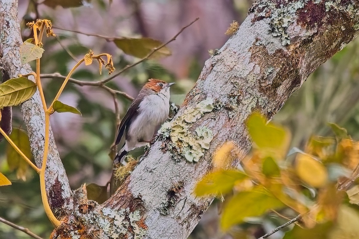 Chestnut-crested Yuhina - ML642845948