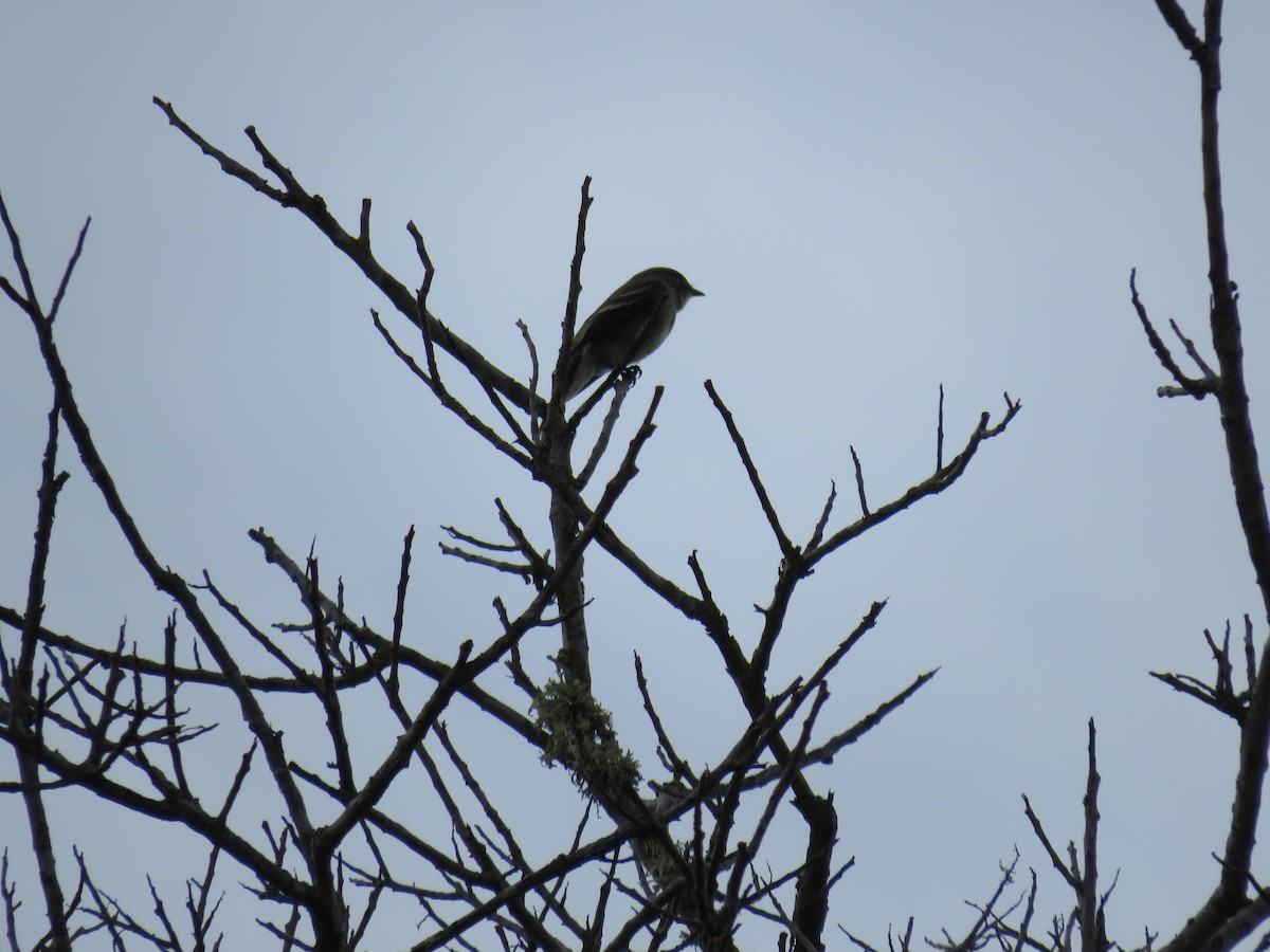 Western Wood-Pewee - ML642845954