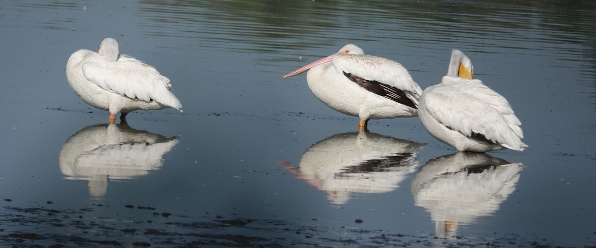 American White Pelican - ML642845955