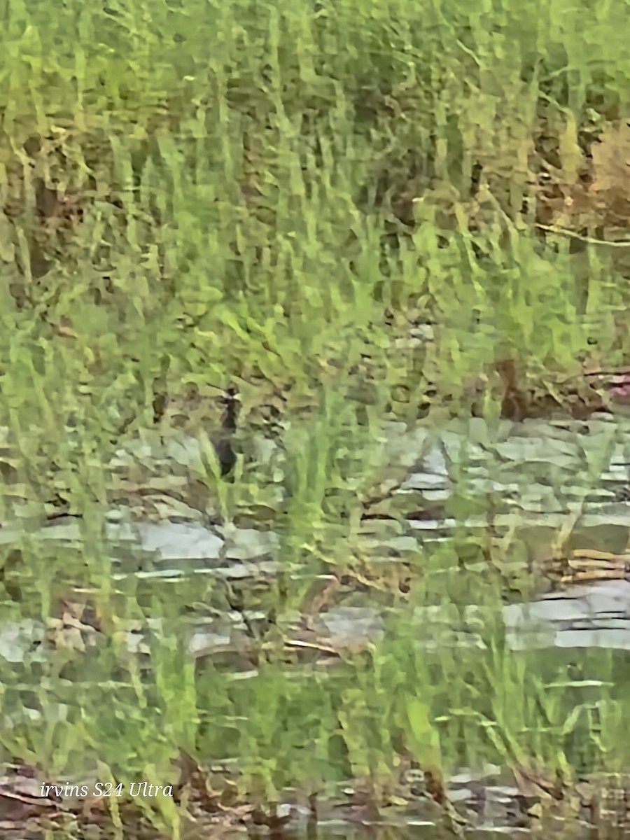 Bronze-winged Jacana - ML642845957