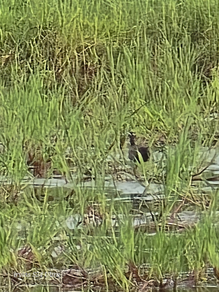 Bronze-winged Jacana - ML642845958