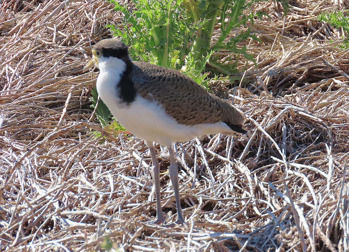 Masked Lapwing - ML642845959