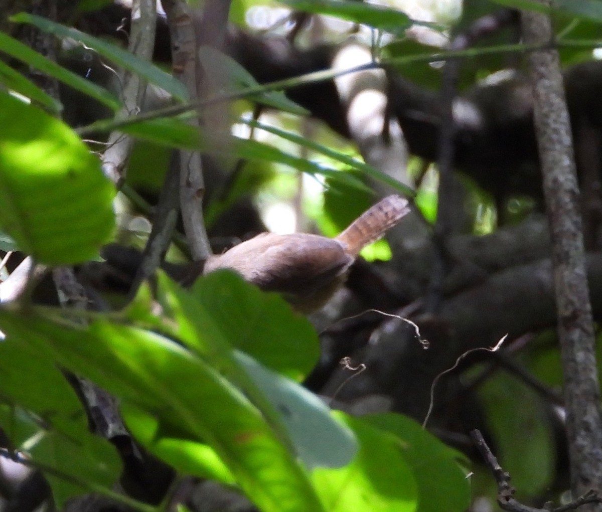 Rufous-breasted Wren - ML642845961